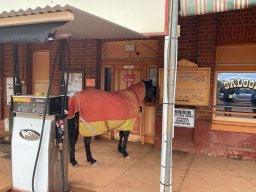 Horse waiting for a beer