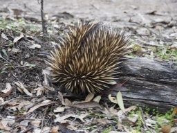 Echidna